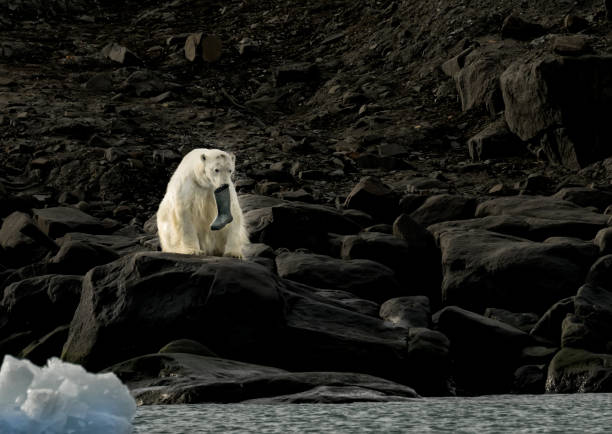 Polar Bear with Rubber Boot stock photo