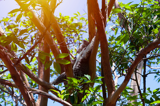 Koala bear on tree branch with sunny light background. Australia native animal.