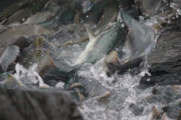 istock Salmon in the wild 1471766984