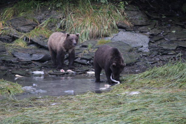 istock Grizzly and Salmon 1471767734