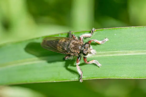Assasin fly on a green leaf , in the garden