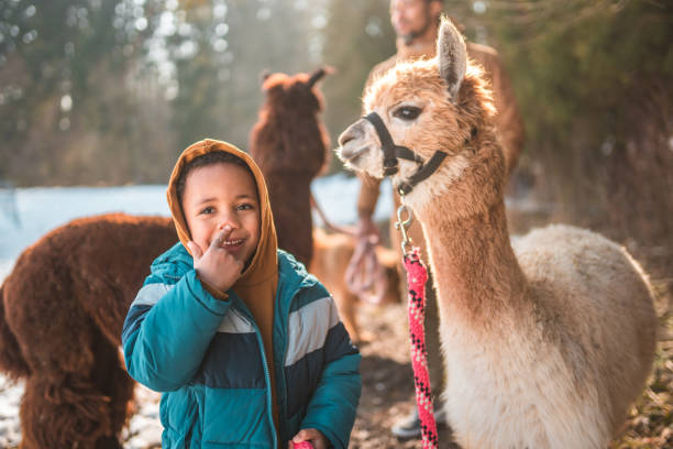 istock Mixed Race Boy and a White Alpaca 1471772980