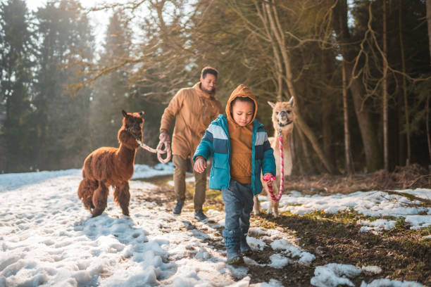 istock Mountain Adventure, Father and Boy Guiding Alpacas 1471772987