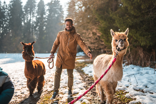 Full length shot of handsome single father. He is walking alpacas during a snowy winter day.