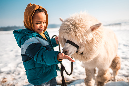 Charming winter scene. A mixed race boy and his alpaca friend enjoy each other's company. He is feeding it using his hand.