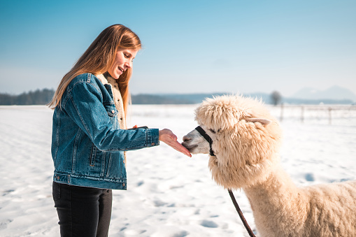 Charming winter scene. A blond woman and her alpaca friend enjoy each other's company. She is feeding it using her hand.