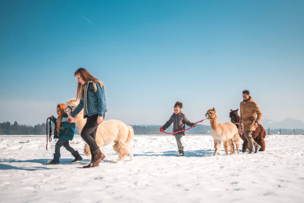 istock Multicultural Family with Three Adorable Alpacas 1471773035
