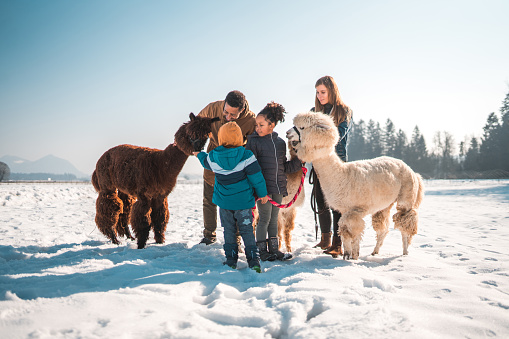 Multiracial family with two kids bonds while taking their alpacas for a walk in the snow. Outdoor shot in the winter while meeting unexpected furry friends.