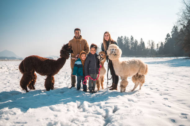 istock Winter Wonderland, Diverse Family Posing with Alpacas 1471773041