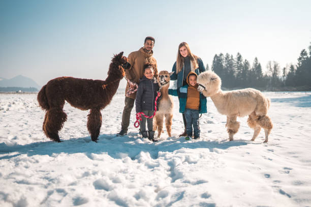 istock Family Fun in the Snow, Looking at Camera with Alpacas 1471773046