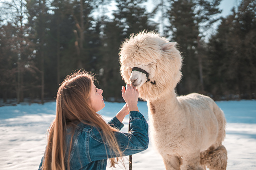 Winter fun. Blond woman having a blast as she spends some quality time with her fluffy white alpaca friend. They are playing in the snowy landscape.