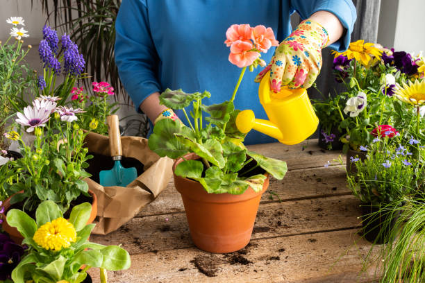 istock Woman transplanting a flower geranium 1471773158