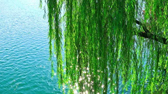 Weeping willows with green water in the Hangzhou