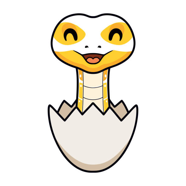 Cute albino ball python snake cartoon inside an egg Vector illustration of Cute albino ball python snake cartoon inside an egg python-egg stock illustrations