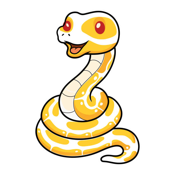 Cartoon Diamondback Python 120+ Royal Albino Python Illustrations, Royalty-Free Vector Graphics ...