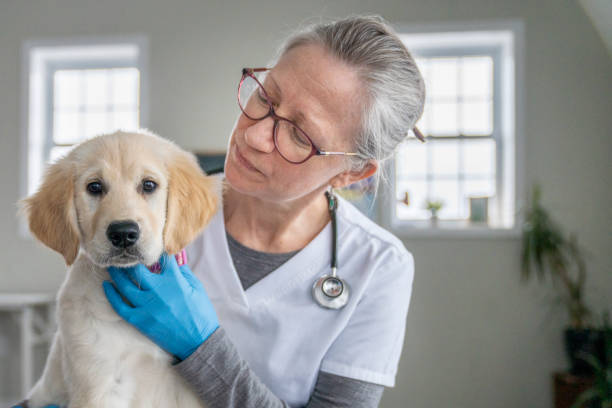 istock Puppy on a Veterinarian's Lap 1471774625