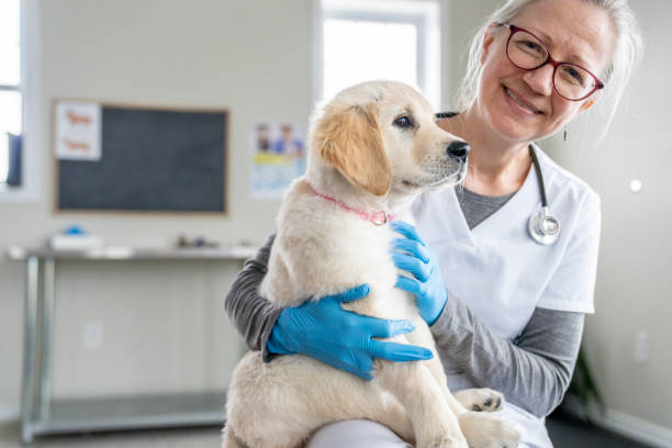 istock Puppy on a Veterinarian's Lap 1471774633