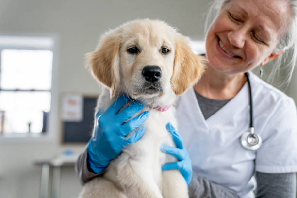 istock Puppy on a Veterinarian's Lap 1471774636