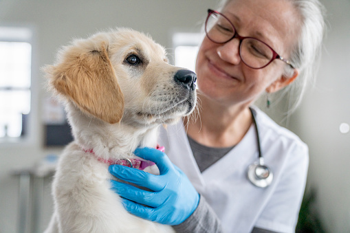 A young Golden Retriever puppy sits on a female Veterinarian's lap as she works through a routine check-up with the dog.  The Veterinarian is wearing white scrubs and blue medical gloves as she holds he puppy tightly and reassures him.