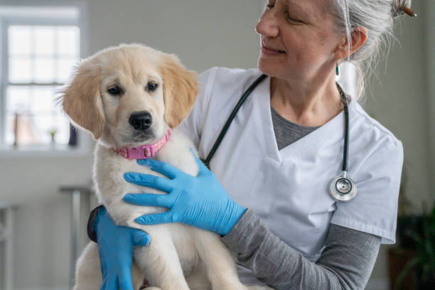 щенок на коленях у ветеринара - doctor dog portrait animal hospital стоковые фото и изображения