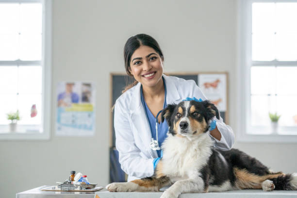 istock Veterinarian with a Senior Dog 1471774673