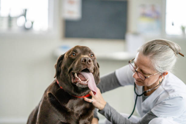 istock Saying Hello to the Vet 1471774687