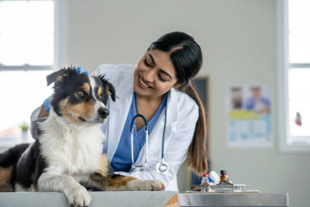 istock Veterinarian with a Senior Dog 1471774696
