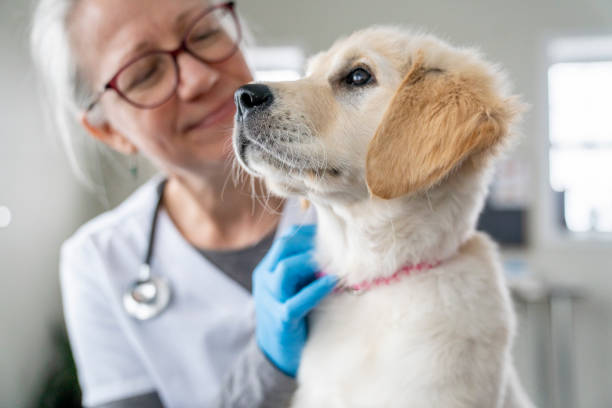 istock Female Veterinarian with a Puppy 1471774700