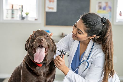 A young female Veterinarian of Middle Eastern decent, squats down in front of a senior Chocolate Lab and holds an Otoscope to his ear as she looks in during a routine check-up.  She is wearing a white lab coat and is focused on looking in the dogs ears.