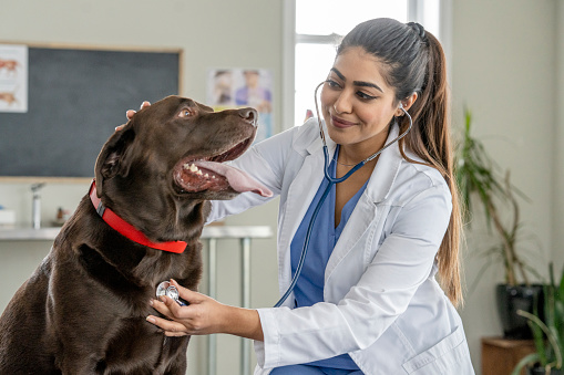 A female Veterinarian of Middle Eastern decent, holds a stethoscope to an adult dogs chest as she listens to his heart beat during a routine check-up.  She is wearing a white lab coat and focused on listening.