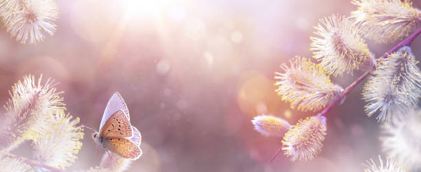 istock Beautiful spring flower willow pussy and butterfly - Background sunny easter nature 1471775629