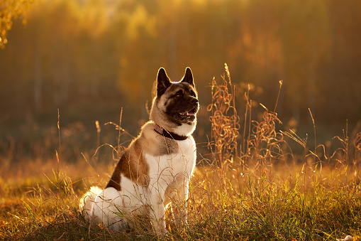 Akita breed dog sits on orange grass in a park on the street, his mouth is open, he looks into the distance. Animal food blog concept.