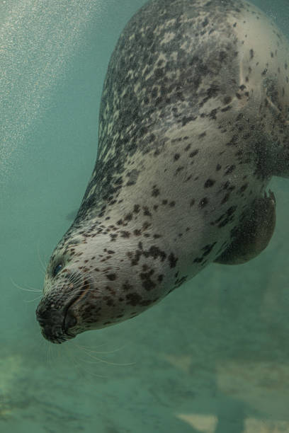 istock Spotted Seal Swimming Smiling Aquarium 1471778878