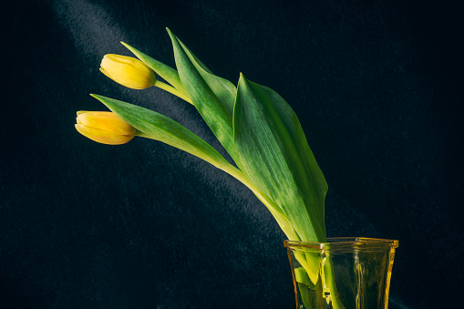 Two yellow tulips in a yellow vase on a black textured background.