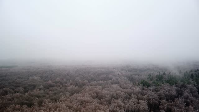 Snow storm over a forest with trees without foliage, timelapse