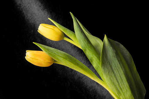 Two yellow tulips leaning on a black background.