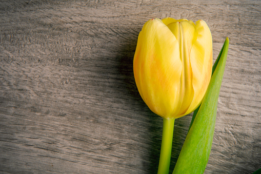 A single yellow tulip resting on a wooden texture.