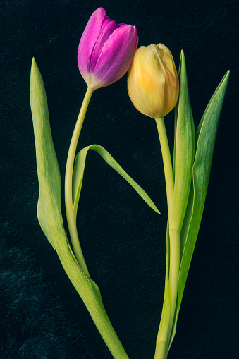 Two tulips posed together in a romantic conceptual way.