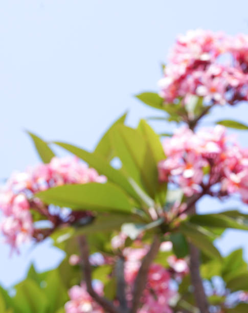 Abstract blur focus​ Pink frangipani​  flowers with bright sky, the flowers  tropical pink gorgeous nature landscape.