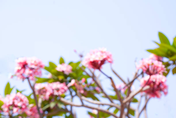 Abstract blur focus​ Pink frangipani​  flowers with bright sky, the flowers  tropical pink gorgeous nature landscape.