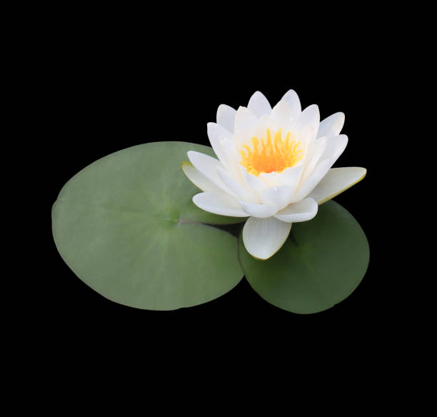 istock Lotus or Water lily on lotua leaf 1471786057