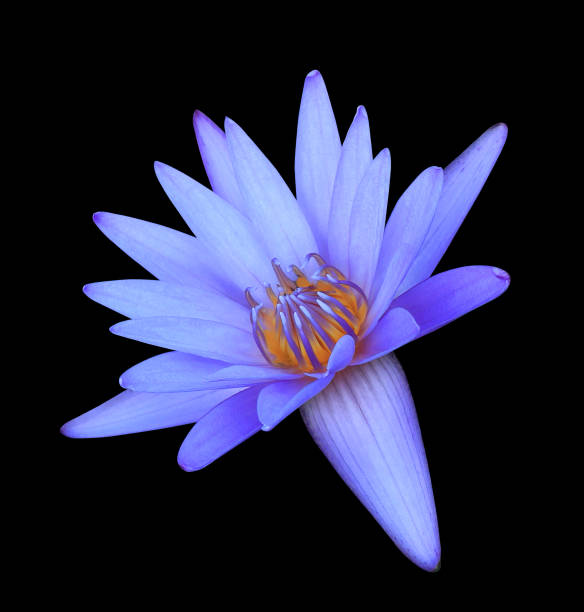 di loto o giglio d'acqua - lotus water lily white flower foto e immagini stock