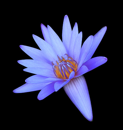 Lotus or Water lily or Nymphaea flower. Close up blue-purple lotus flower isolated on black background.