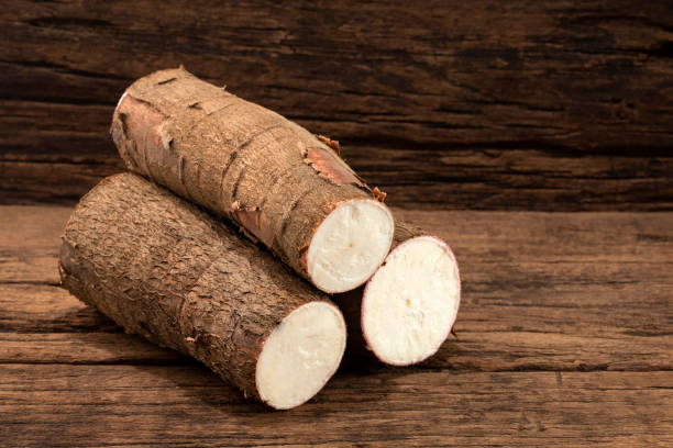 istock Manihot esculenta - Fresh organic cassava root 1471786419
