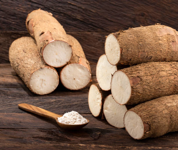 istock Manihot esculenta - Organic cassava root starch 1471786421