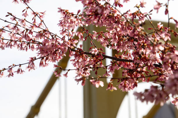 istock Cherry Blossoms in Pittsburgh, 2023 1471788369
