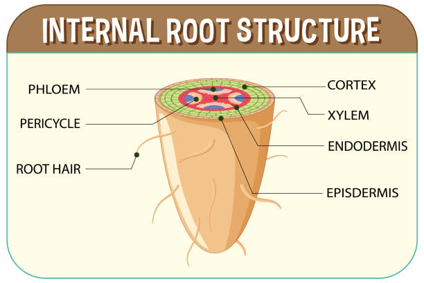 Root Hair Cell Stock Photos, Pictures & Royalty-Free Images - iStock