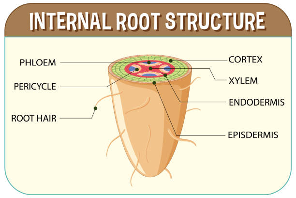 Root Hair Cell Stock Photos, Pictures & Royalty-Free Images - iStock Root Hair Cell Stock Photos, Pictures & Royalty-Free Images - iStock