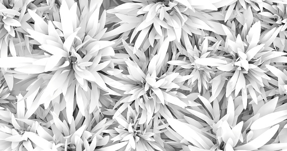 ribbed plantain, plant, black and white, beautiful floral background, 3d rendering.