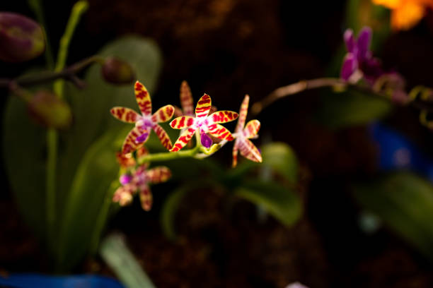 Vibrant color flowers of Orchids, closup look